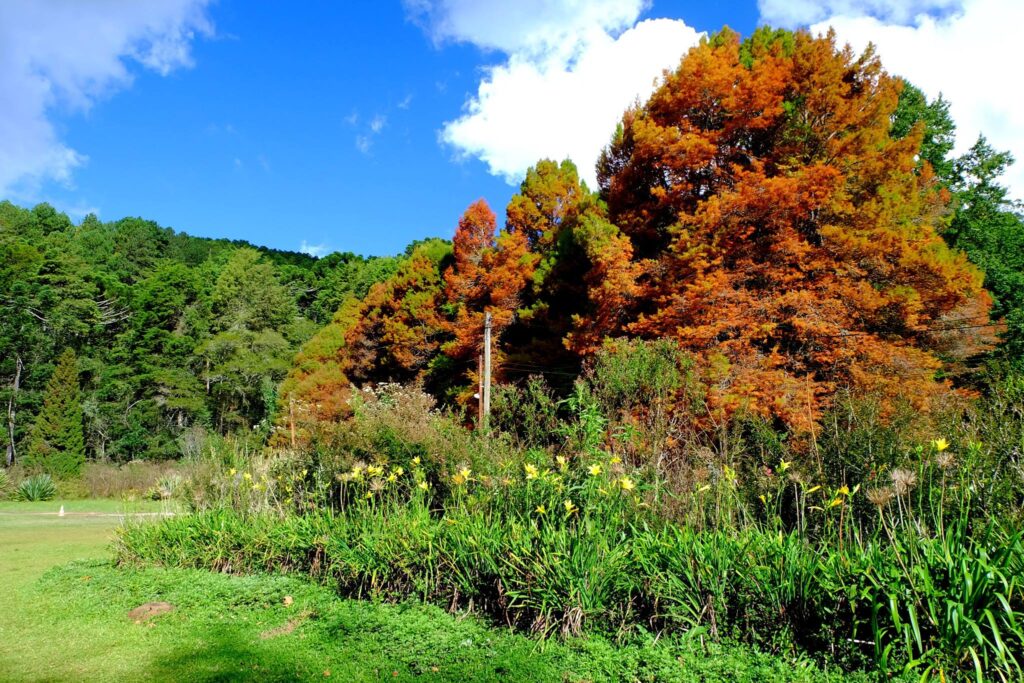 Horto Florestal de Campos do Jordão no outono
