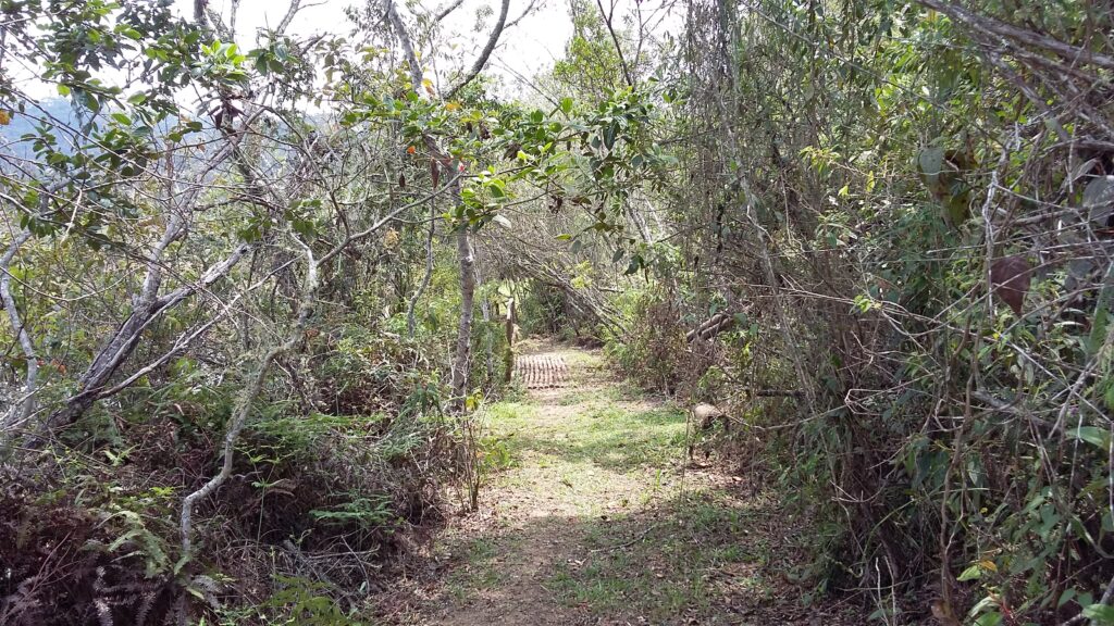 Trilha no Parque Estadual do Itacolomi, em Ouro Preto