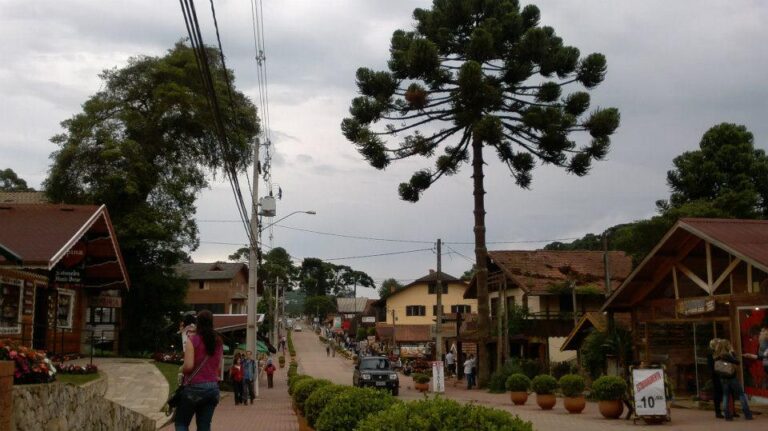 Araucária no centro da vila de Monte Verde, Minas Gerais