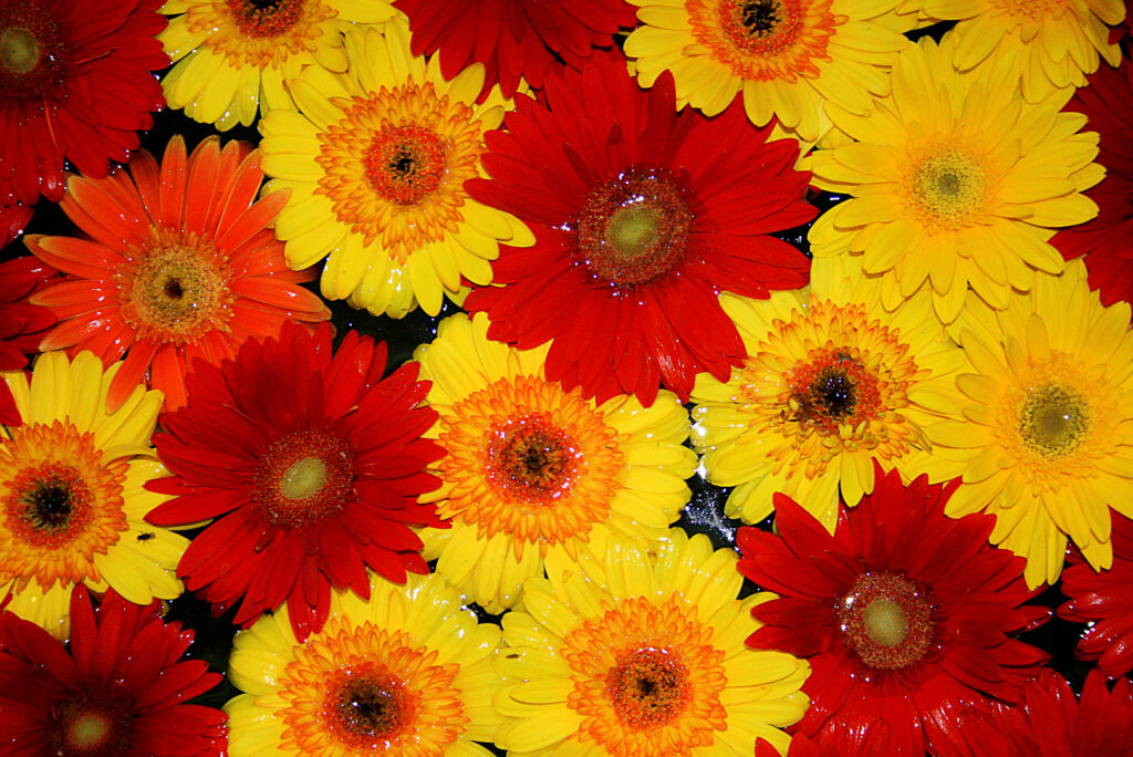 Arranjo de flores fotografado durante a Expoflora em Holambra