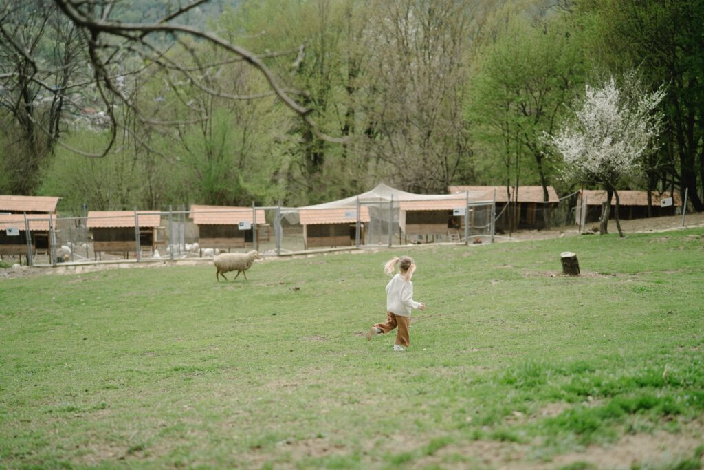Criança correndo em pasto com ovelhas, imagem ilustrativa de hotel fazenda