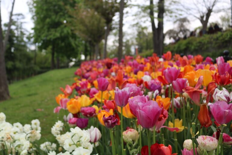 Jardim florido com tulipas coloridas, imagem ilustrativa para viagem a Holambra