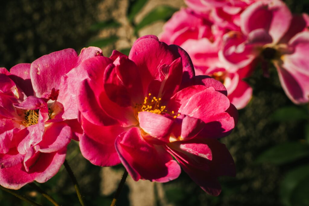Flores cor-de-rosa ao ar livre, imagem ilustrativa da primavera