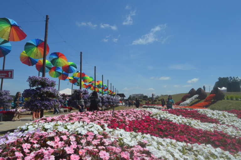 Cenário de Holambra no interior de São Paulo, destino conhecido pelas flores e cultura holandesa