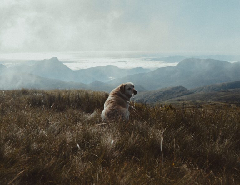 Cachorro em paisagem de montanha, imagem ilustrativa de viagem pet friendly a Monte Verde