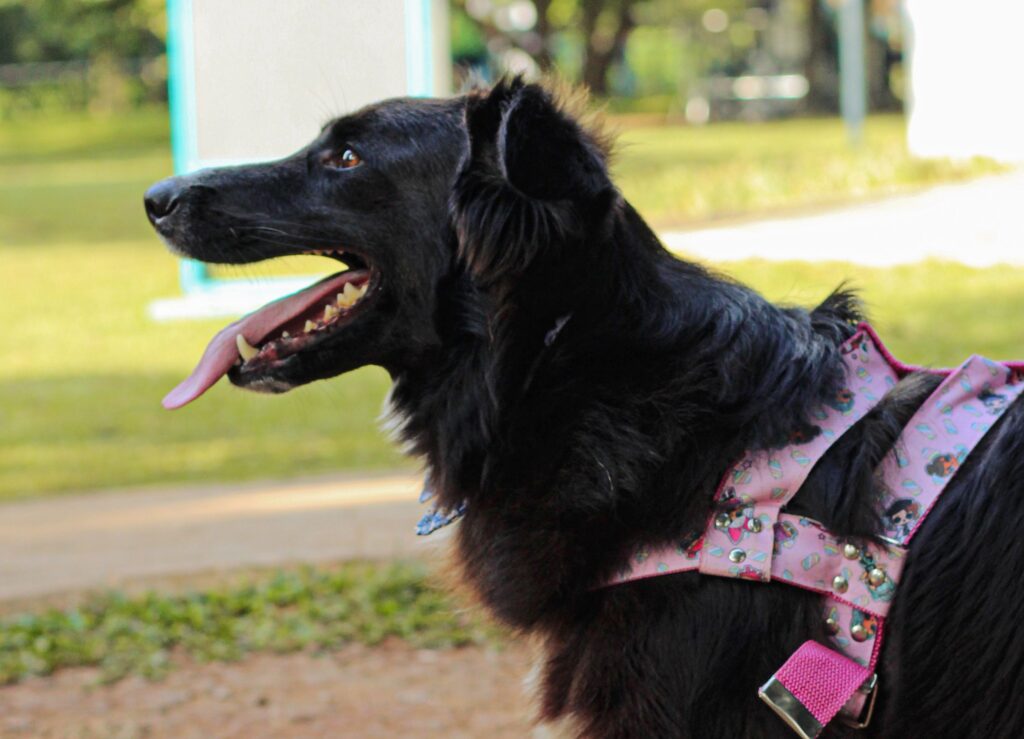 Cachorro de peitoral em área verde durante passeio pet friendly