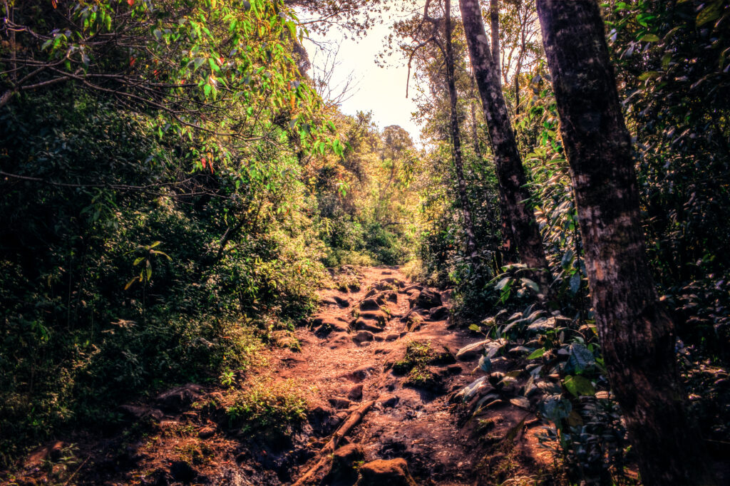 Trecho da trilha da Pedra Redonda em Monte Verde, Minas Gerais