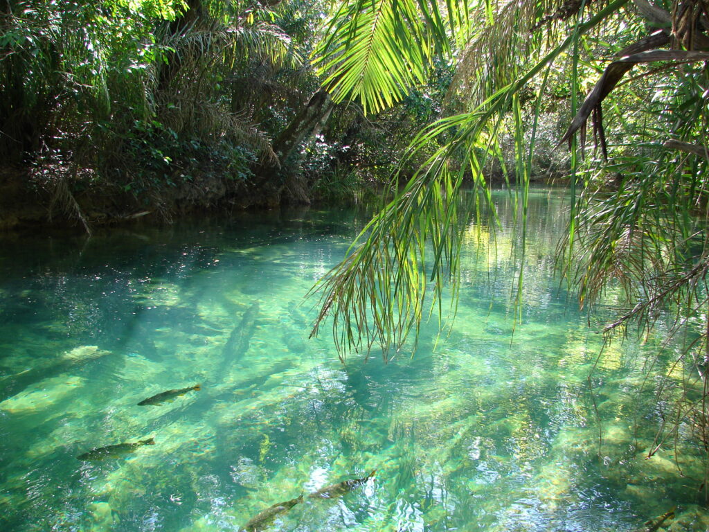Água cristalina do Balneário Municipal de Bonito, Mato Grosso do Sul