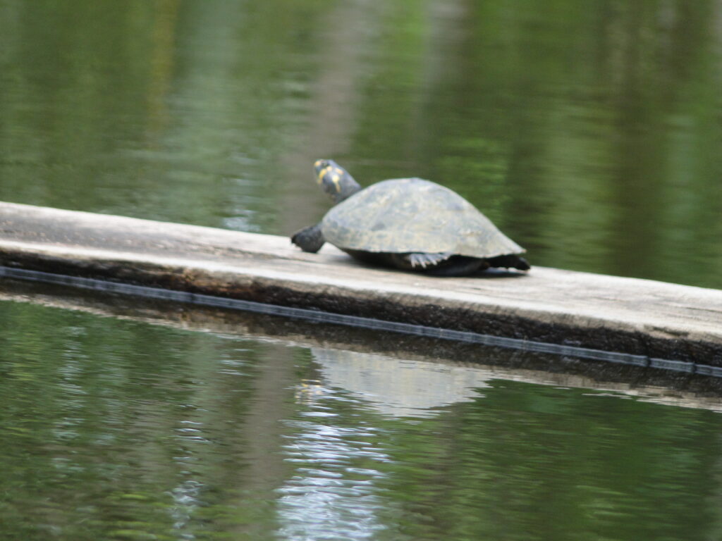 Tracajá no lago do Horto Florestal em Rio Branco, Acre